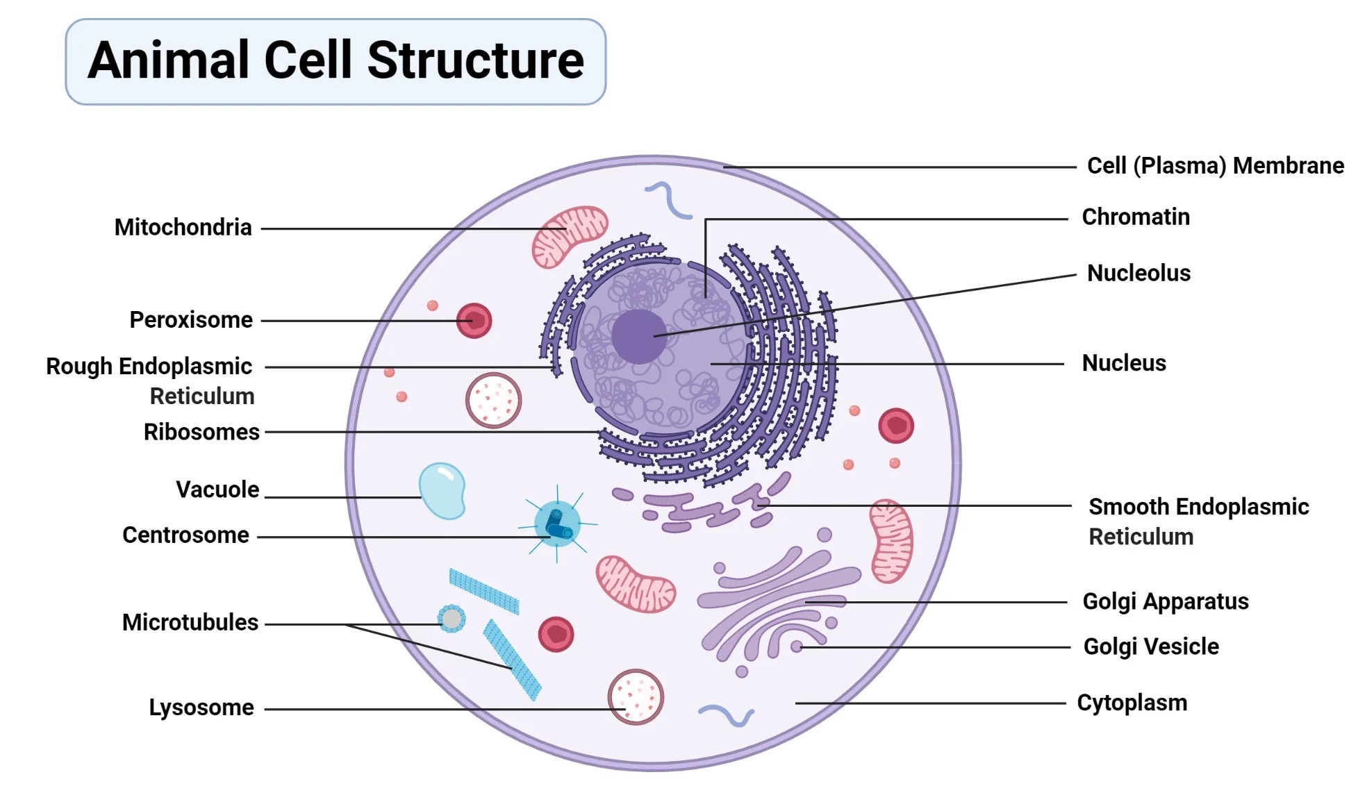 Animal Cell Diagram