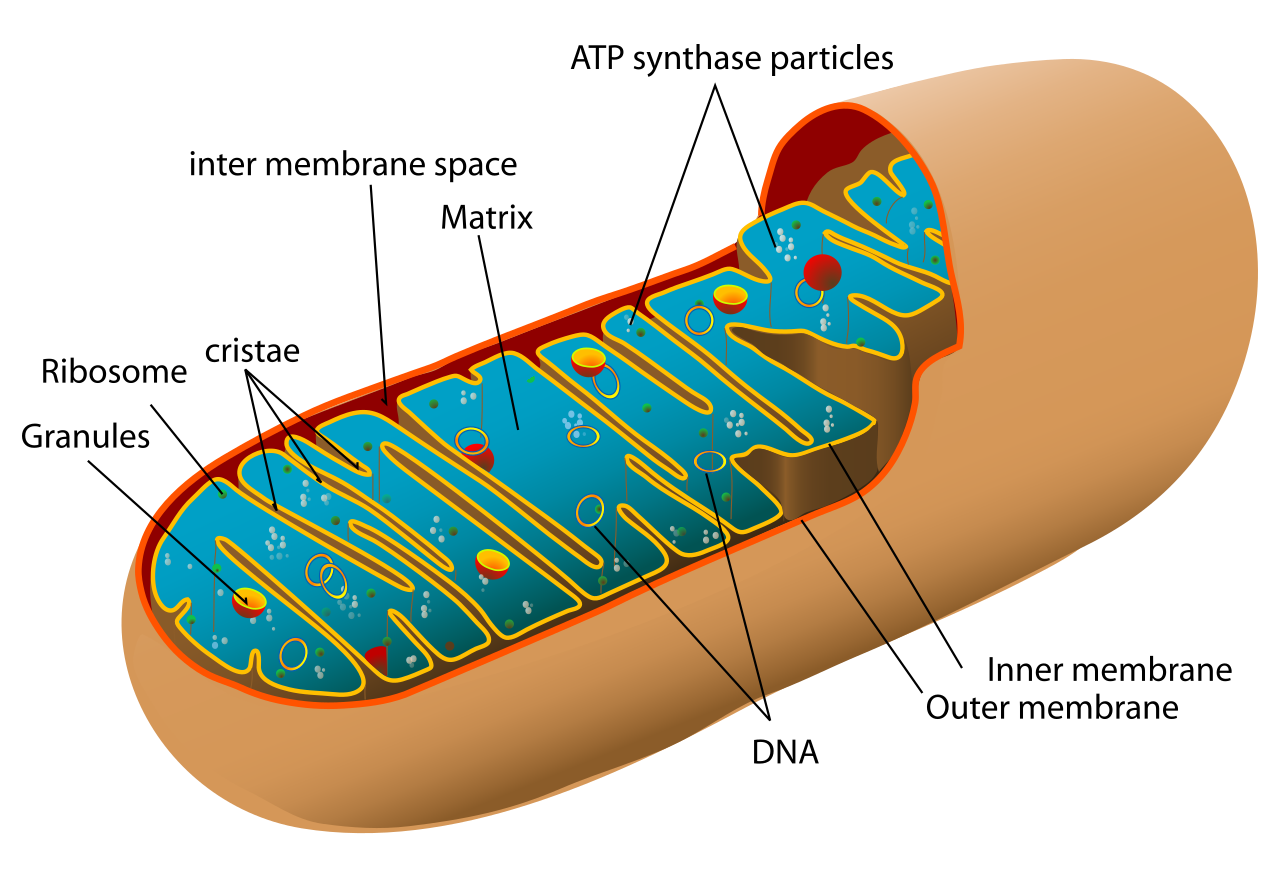 Animal cell Mitochondria diagram