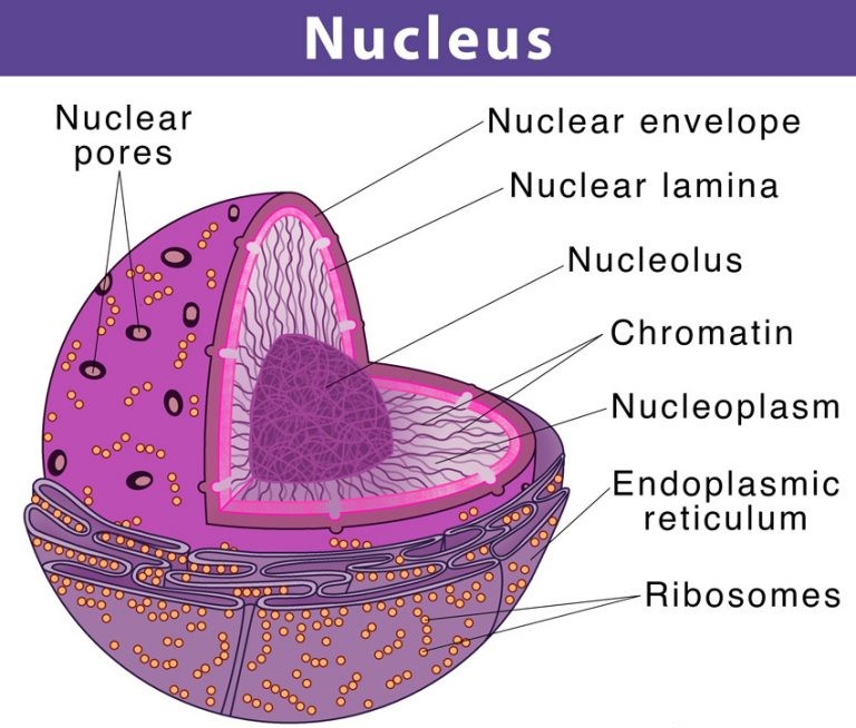 Animal cell Nucleus Structure Diagram