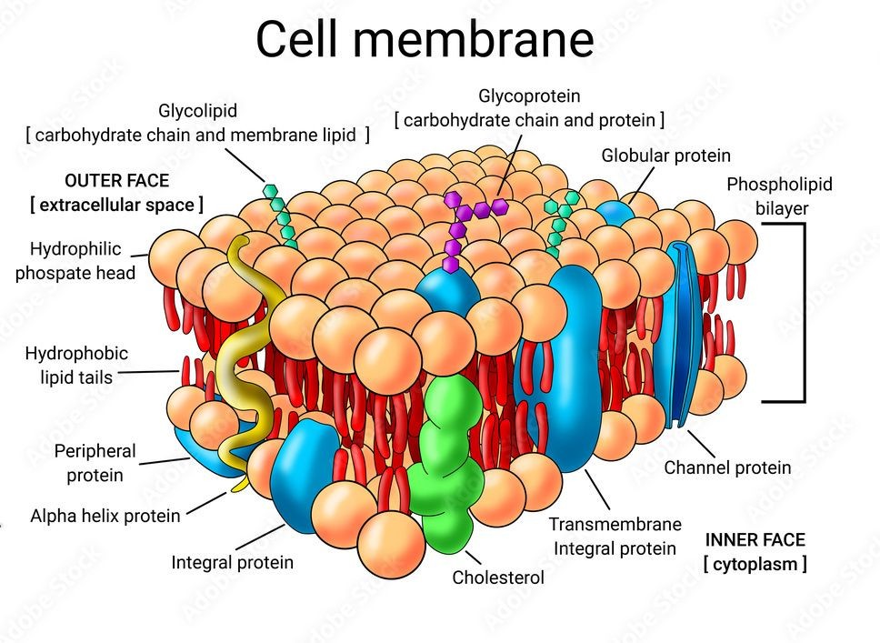 Animal cell Outer Cell Membrane