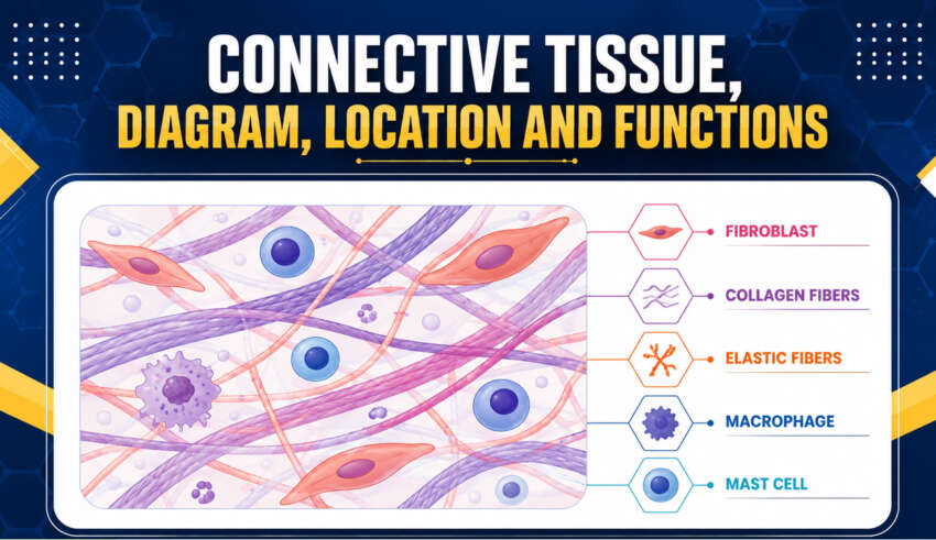 Connective Tissue, Types, Diagram, Location and Functions