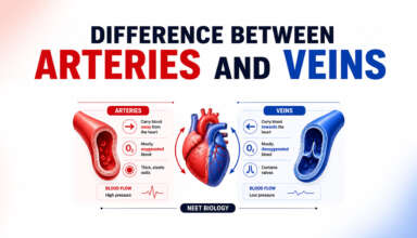 Difference Between Arteries and Veins