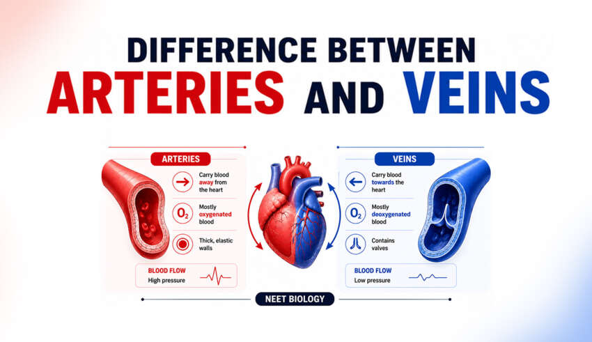 Difference Between Arteries and Veins
