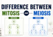 Difference Between Mitosis and Meiosis