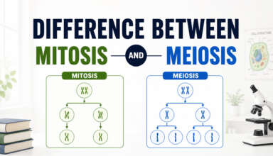 Difference Between Mitosis and Meiosis