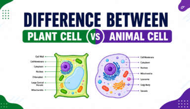 Difference Between Plant Cell and Animal Cell