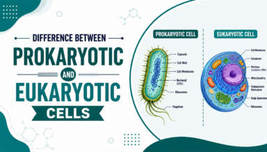 Difference Between Prokaryotic and Eukaryotic cells