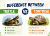 Difference Between Turtle and Tortoise