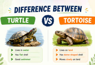 Difference Between Turtle and Tortoise