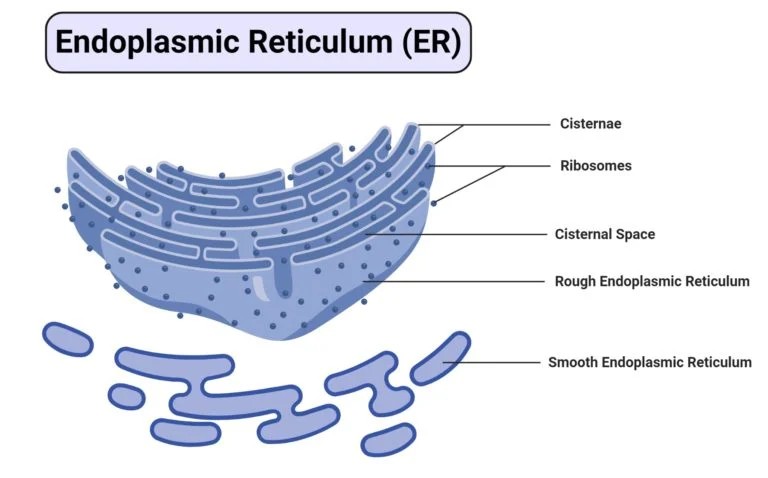 Endoplasmic Reticulum Diagram