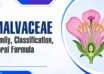 Malvaceae Family, Classification, Floral Formula