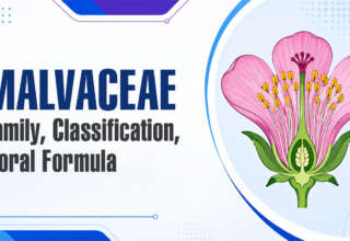 Malvaceae Family, Classification, Floral Formula
