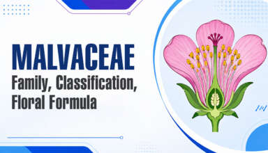 Malvaceae Family, Classification, Floral Formula