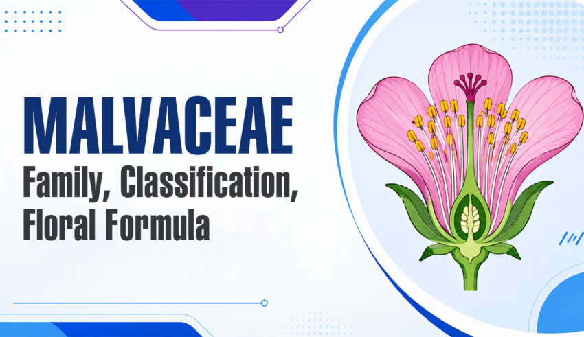 Malvaceae Family, Classification, Floral Formula