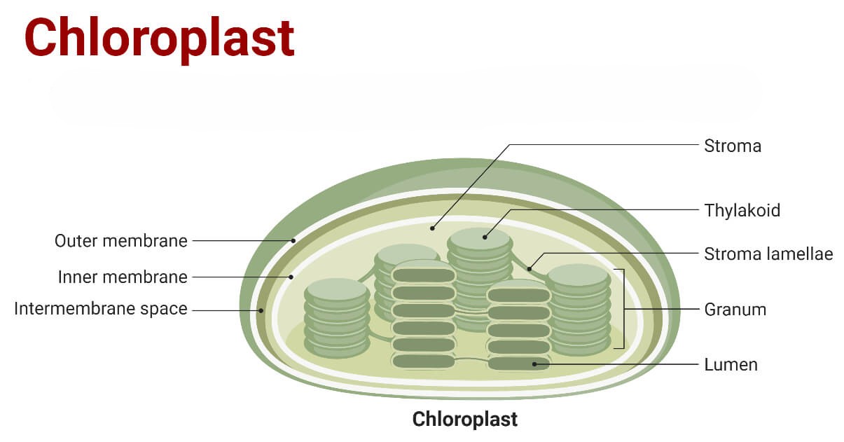 Plant chloroplast diagram