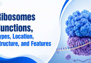 Ribosomes Functions, Types, Location, Structure, and Features