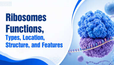 Ribosomes Functions, Types, Location, Structure, and Features