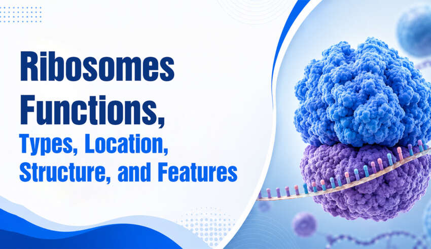 Ribosomes Functions, Types, Location, Structure, and Features
