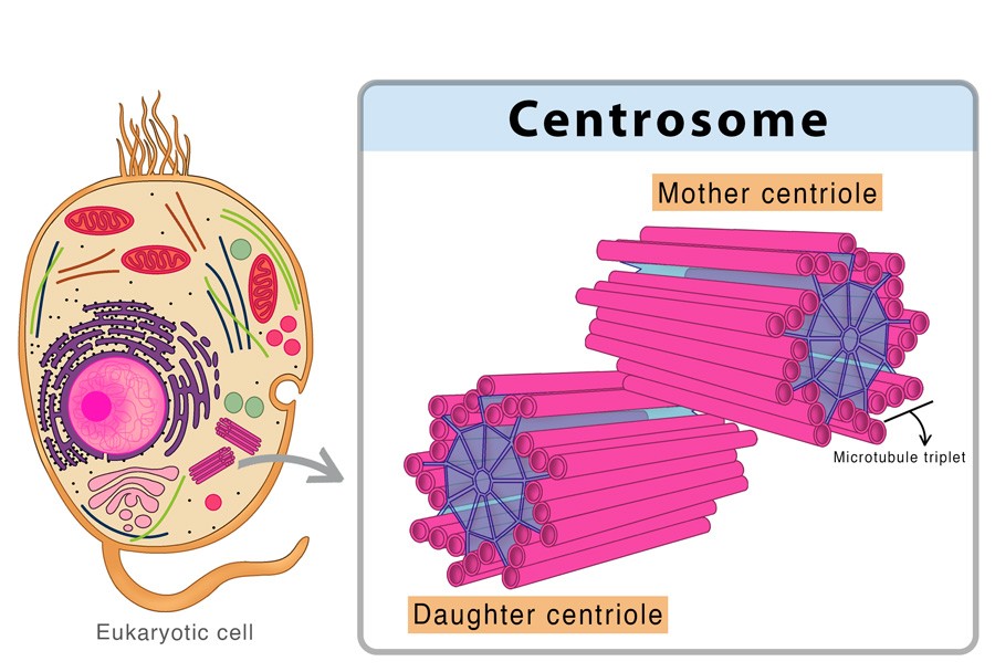 Animal Cell Centrosome diagram