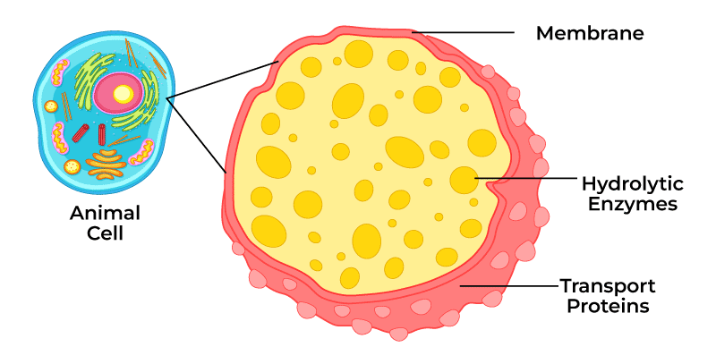 animal cell Lysosome diagram