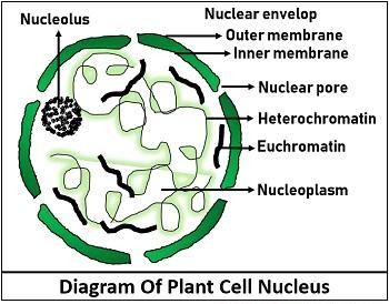 Diagram of plant cell nucleus