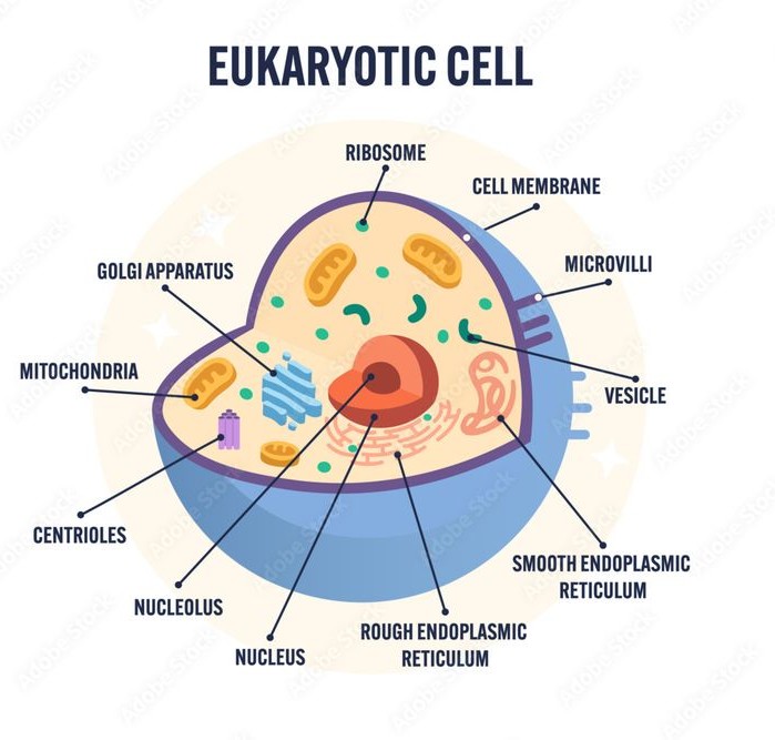 eukaryotic cell