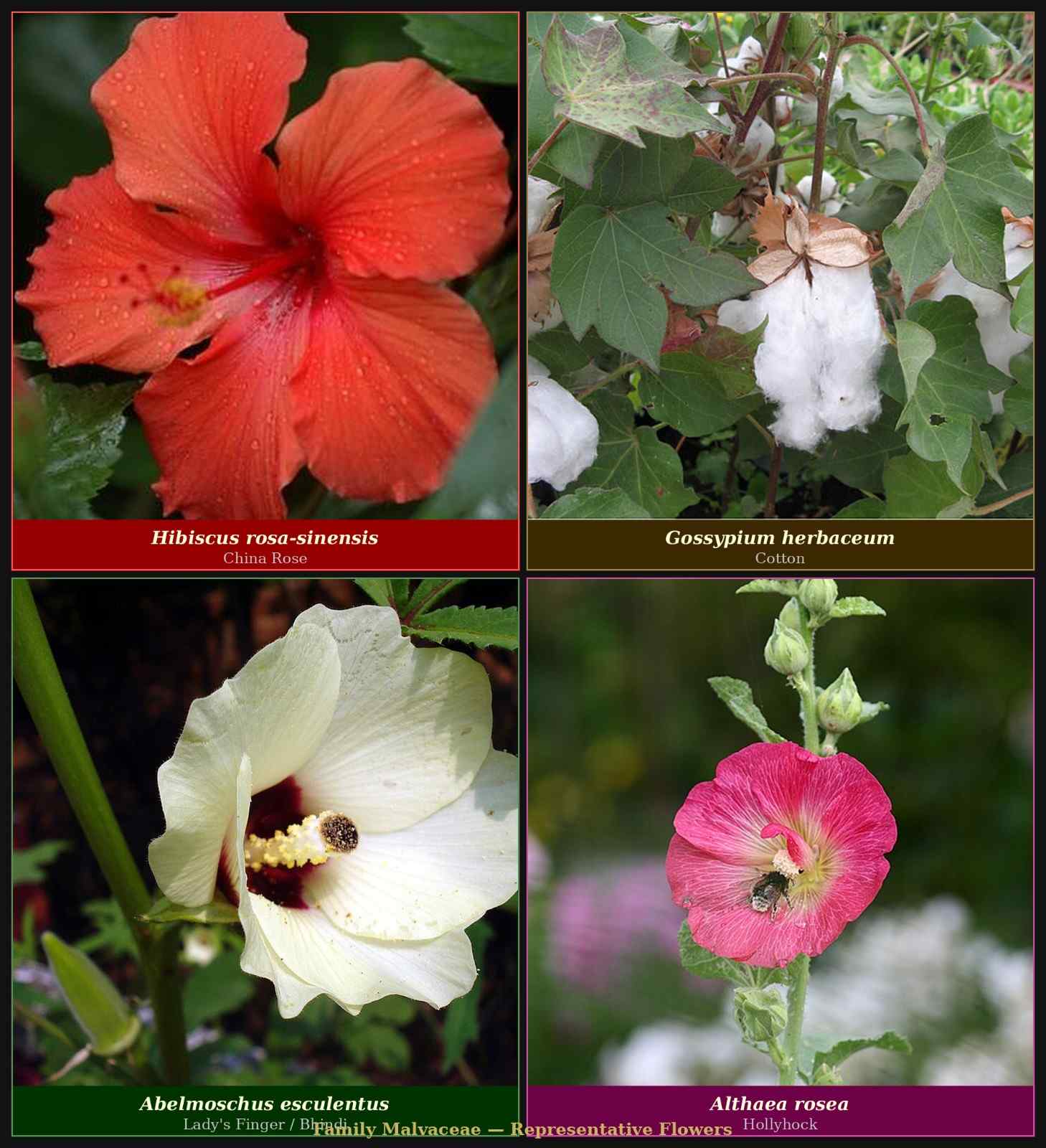 malvaceae_examples