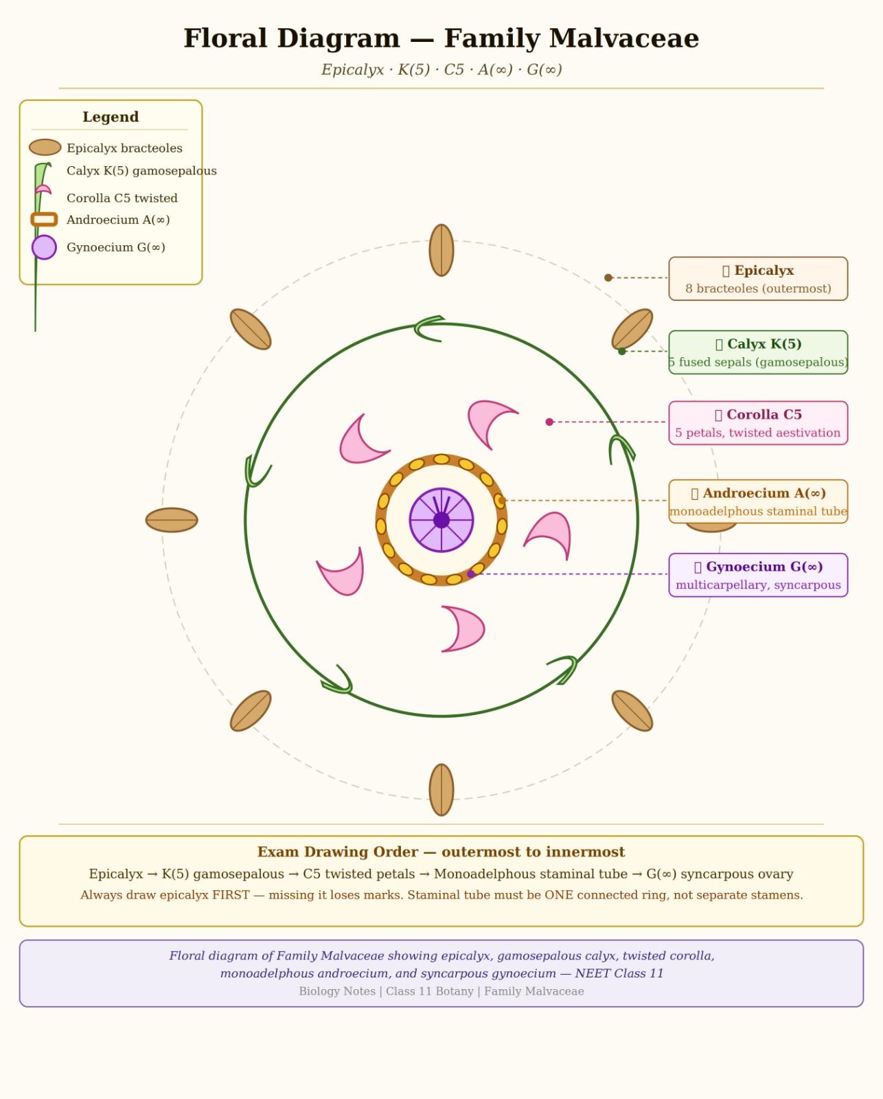 malvaceae_floral_diagram