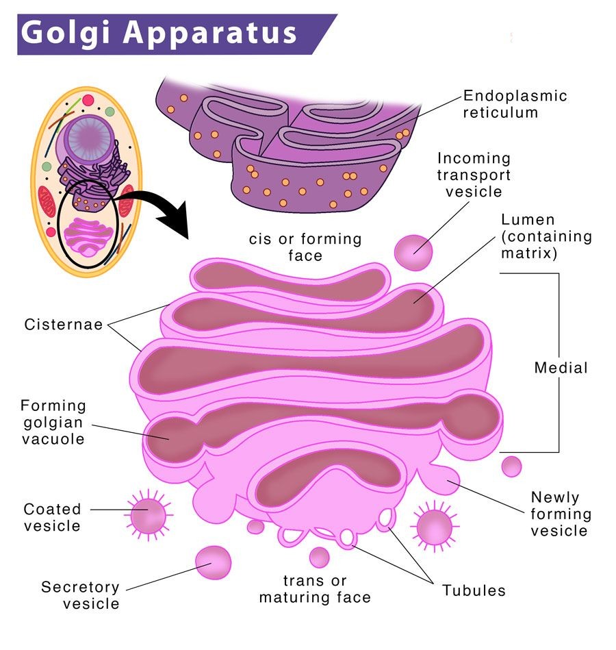 plant cell Golgi Apparatus