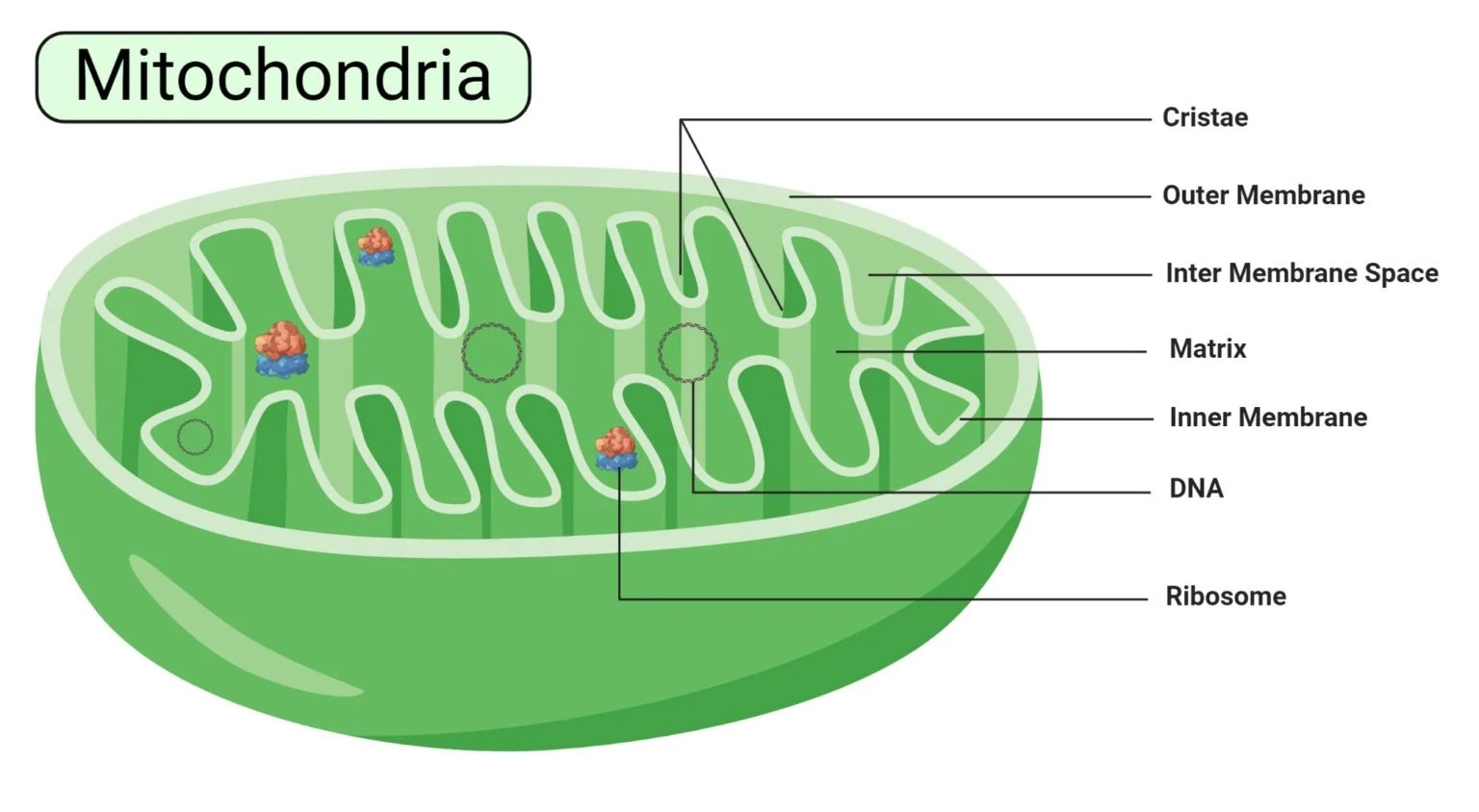 Plant Cell Mitochondria Diagram