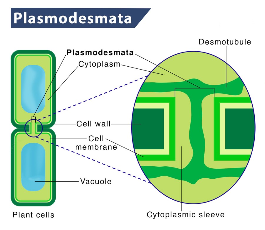 plant cell Plasmodesmata diagram