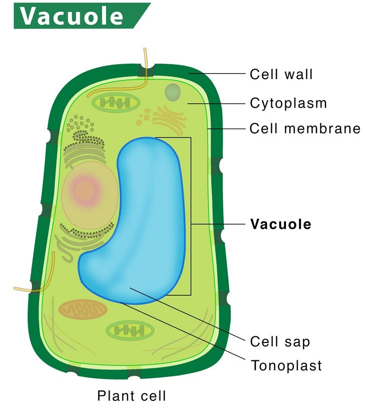 plant cell central vacuole diagram