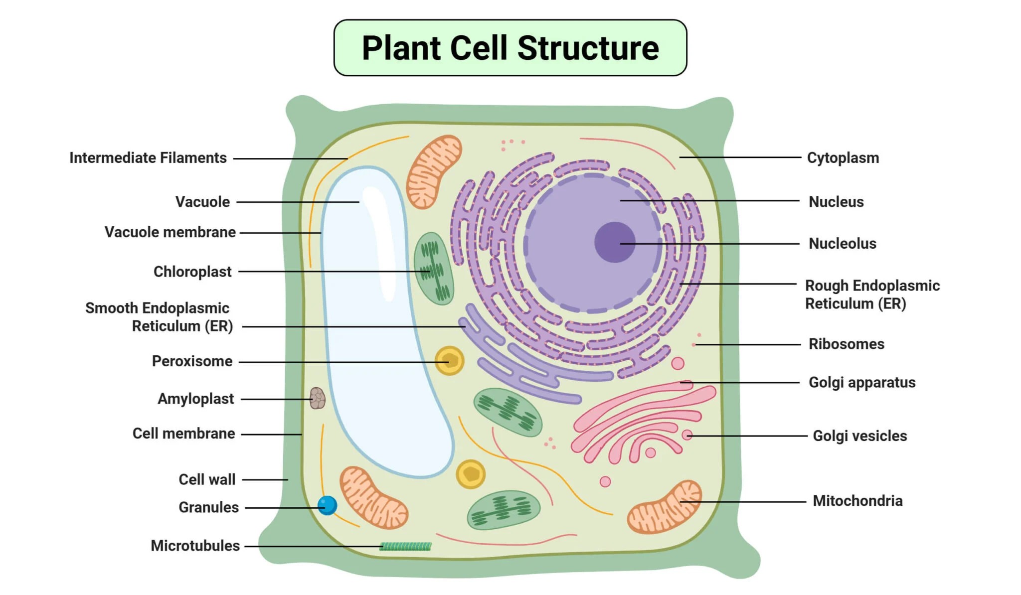 Plant Cell diagram