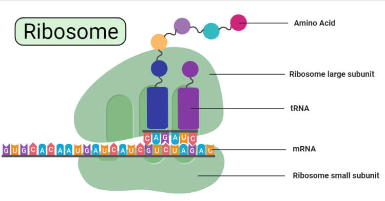 plant cell ribosomes diagram
