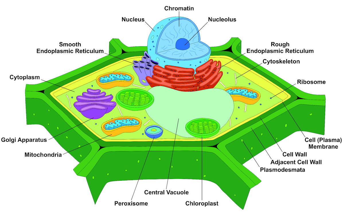 Plant Cell Wall Diagram