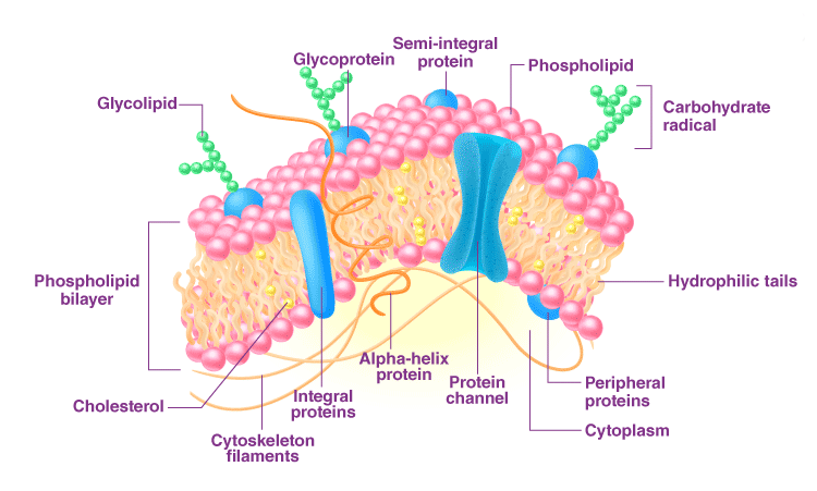 Plant Plasma Membrane diagram