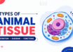 Types Of Animal Tissue Definition, Diagram, Functions
