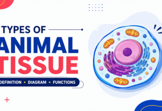 Types Of Animal Tissue Definition, Diagram, Functions