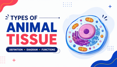 Types Of Animal Tissue Definition, Diagram, Functions