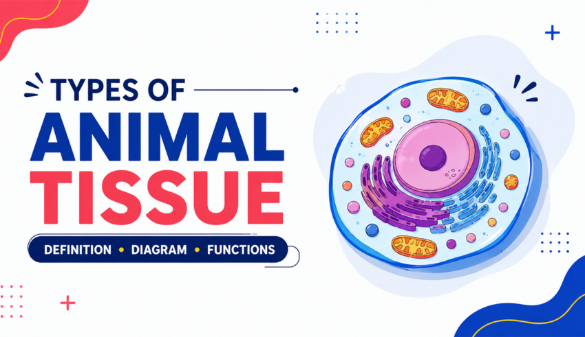 Types Of Animal Tissue Definition, Diagram, Functions