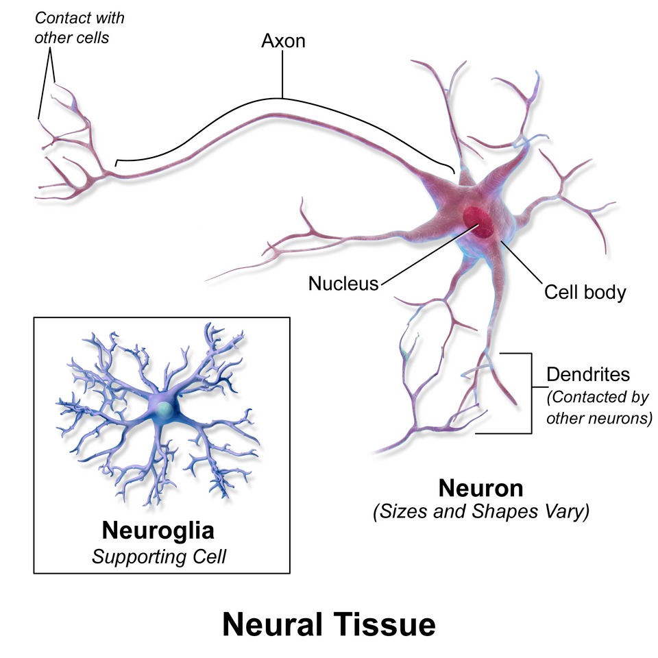 Nervous Tissue