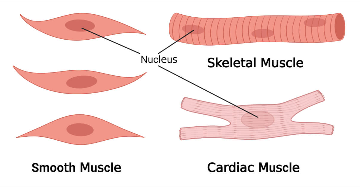 Muscular Tissue