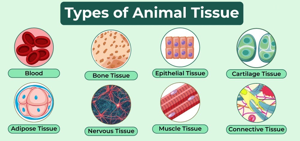 Types of Animal Tissues