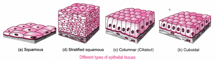 Epithelial Tissue