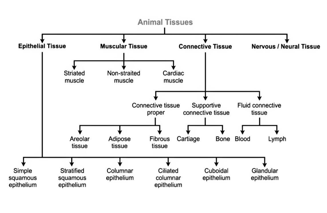 Animal Tissues