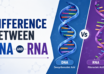 Difference Between DNA and RNA