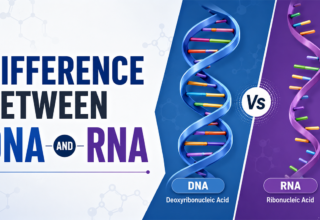 Difference Between DNA and RNA