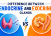 Difference Between Endocrine and Exocrine Glands