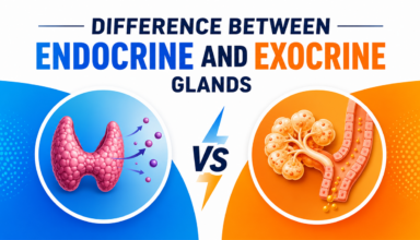 Difference Between Endocrine and Exocrine Glands