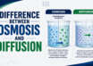 Difference Between Osmosis and Diffusion